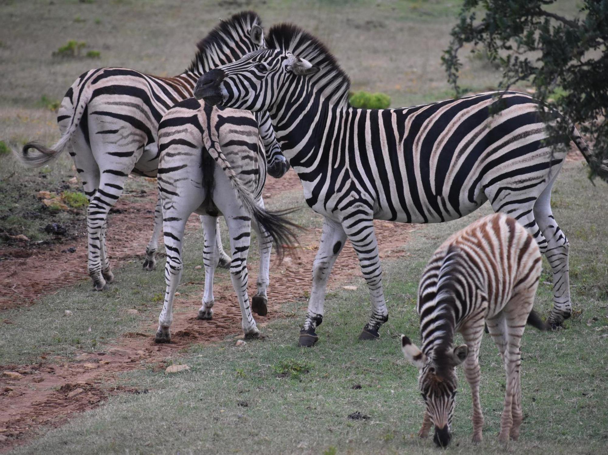 Baardbos Private Game Reserve Apartment Stilbaai Luaran gambar