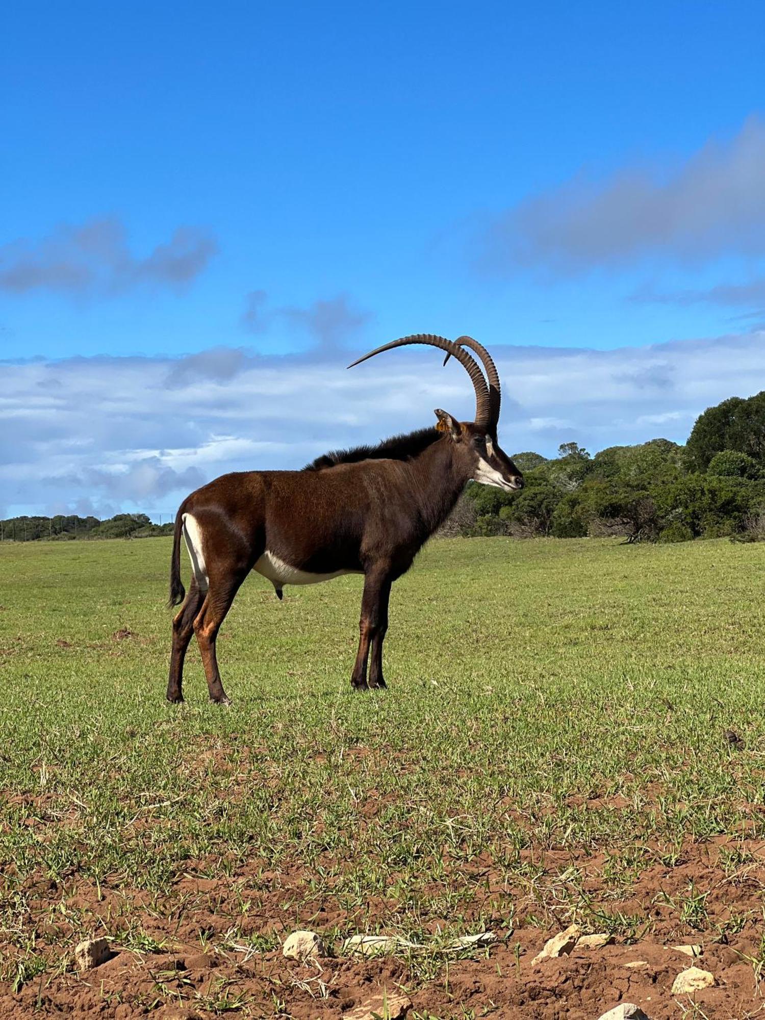 Baardbos Private Game Reserve Apartment Stilbaai Luaran gambar