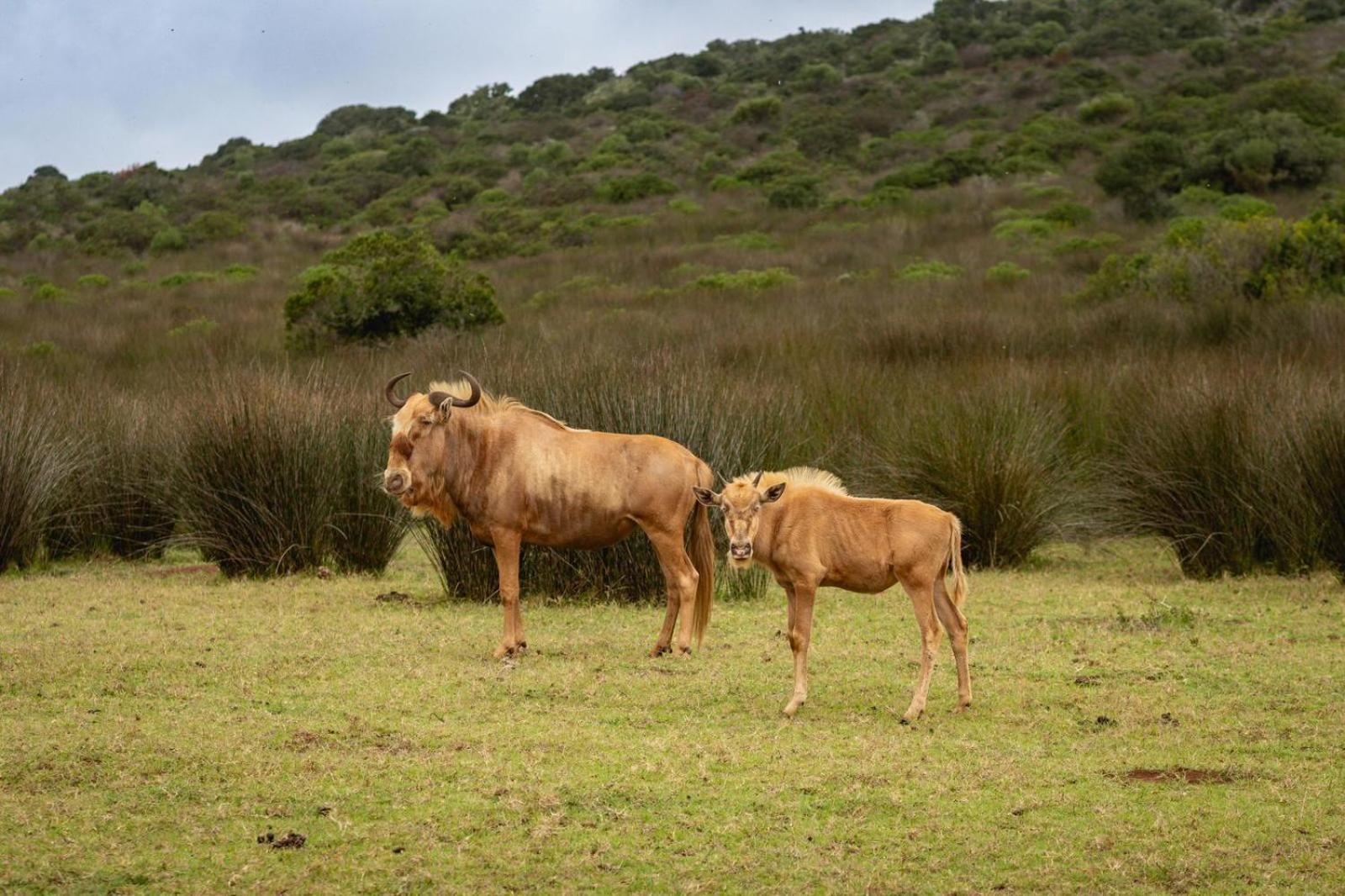 Baardbos Private Game Reserve Apartment Stilbaai Luaran gambar