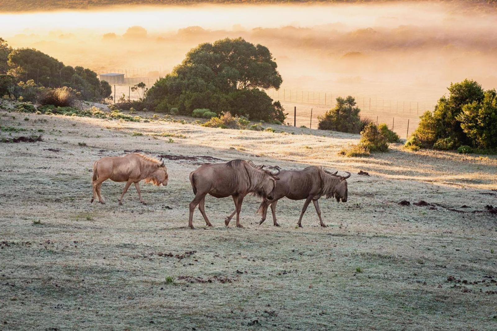 Baardbos Private Game Reserve Apartment Stilbaai Luaran gambar