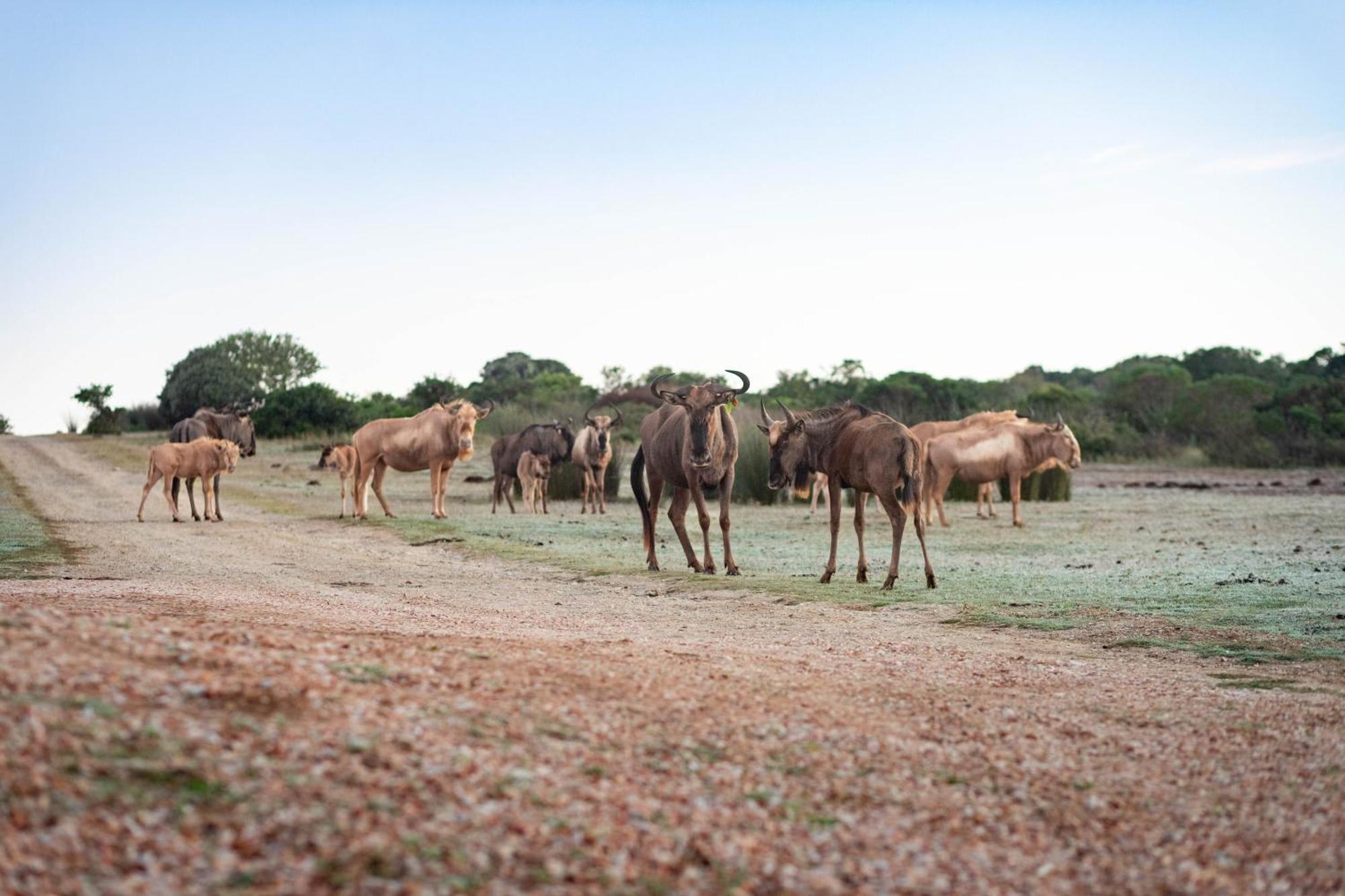 Baardbos Private Game Reserve Apartment Stilbaai Luaran gambar